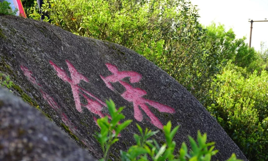 凤凰单丛和岭头单丛的区别