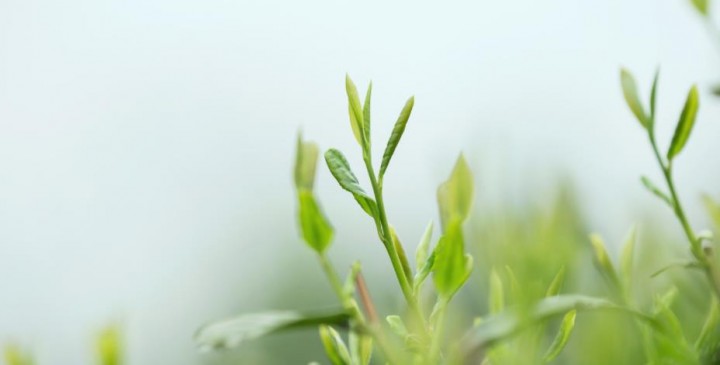 春茶夏茶和秋茶的区别？口感有什么不同？