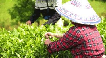 春茶的那些事，喝茶人一定要看？明前茶，雨前茶